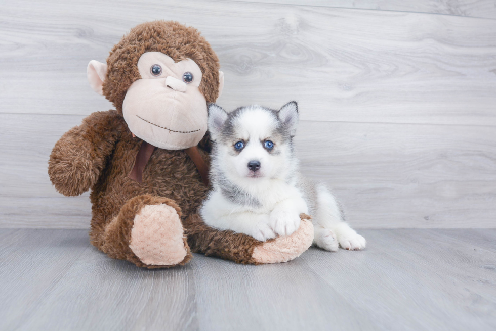 Adorable Mini Husky Designer Puppy