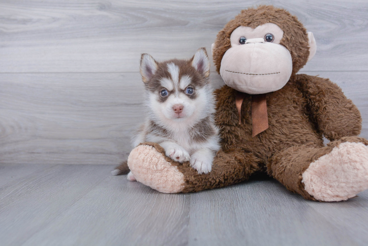 Pomsky Pup Being Cute