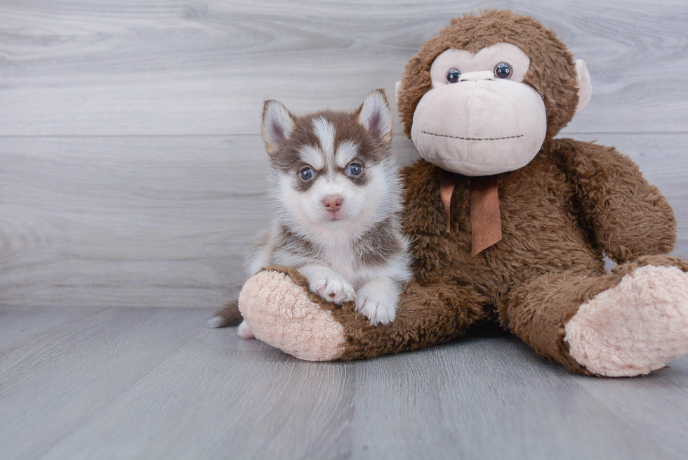 Pomsky Pup Being Cute