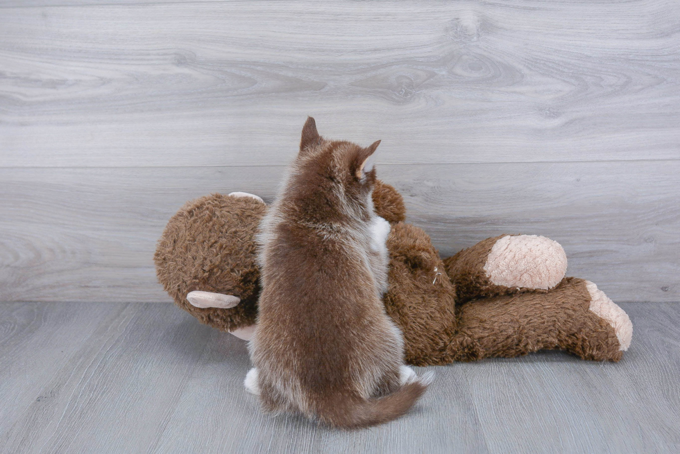 Smart Pomsky Designer Pup