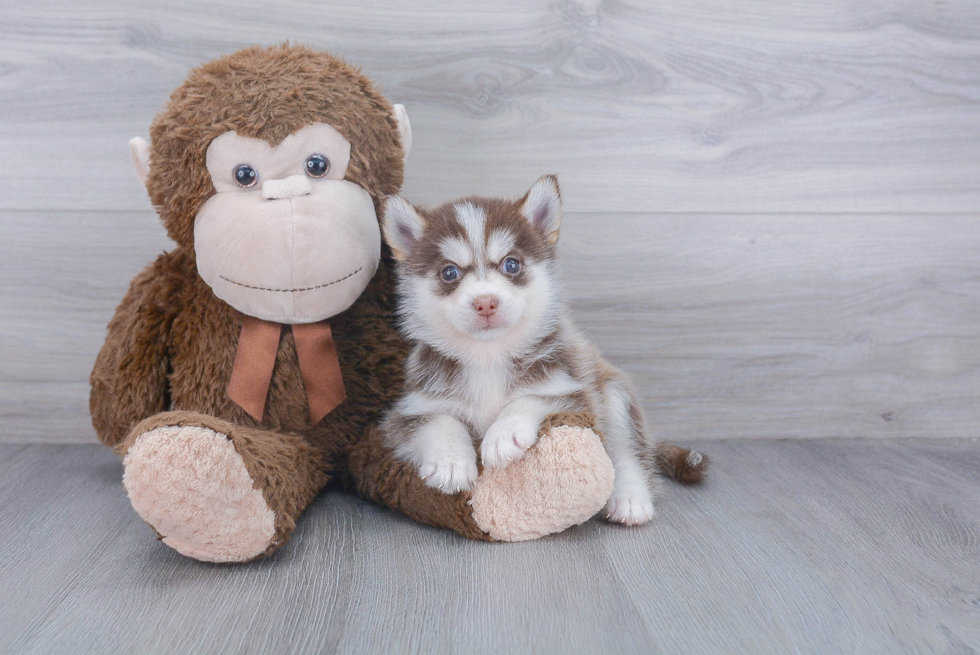Pomsky Puppy for Adoption