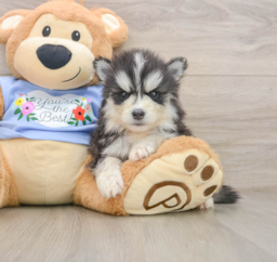 5 week old Pomsky Puppy For Sale - Premier Pups