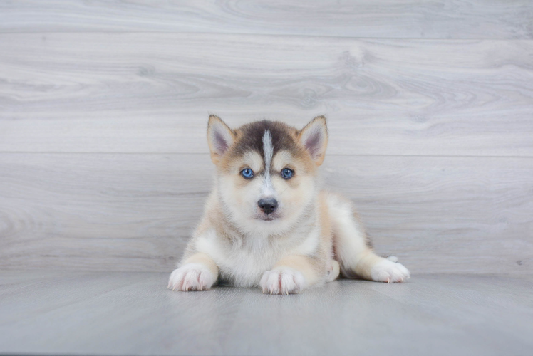 Best Pomsky Baby