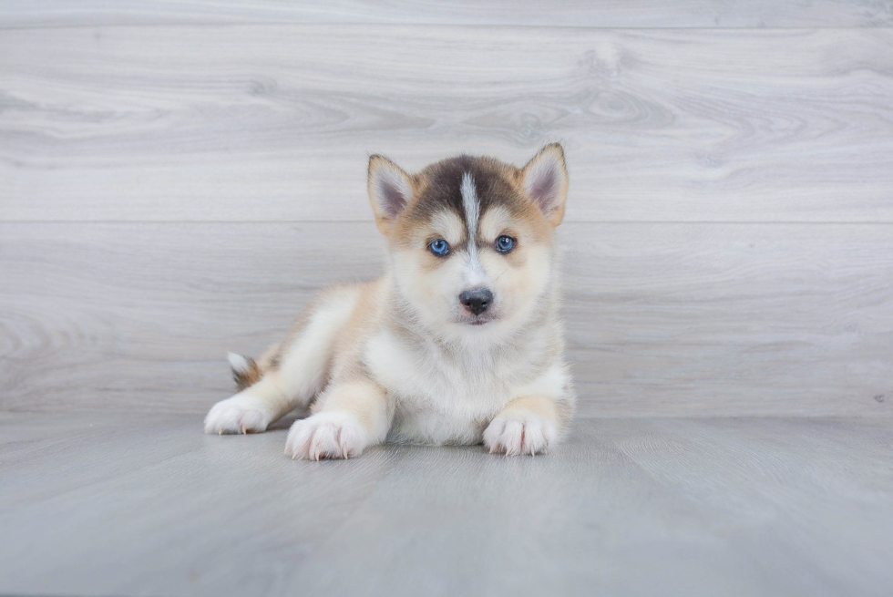 Little Mini Husky Designer Puppy