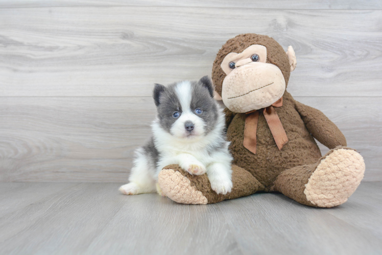 Adorable Mini Husky Designer Puppy