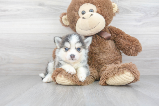 Pomsky Puppy for Adoption