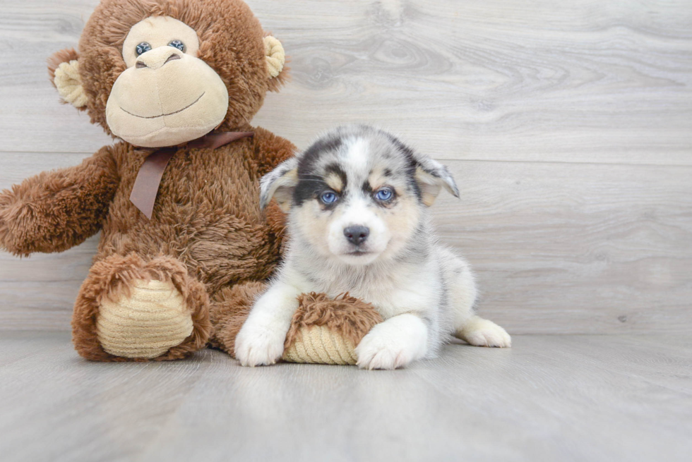 Friendly Pomsky Baby