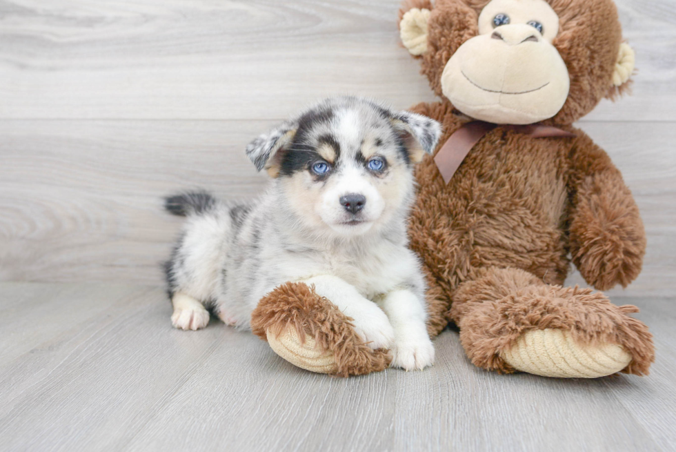 Funny Pomsky Designer Pup