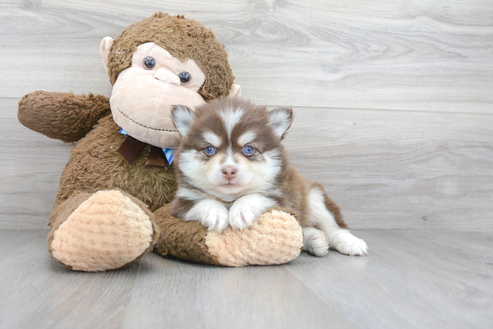 Popular Pomsky Designer Pup