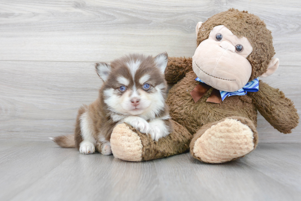 Sweet Pomsky Baby