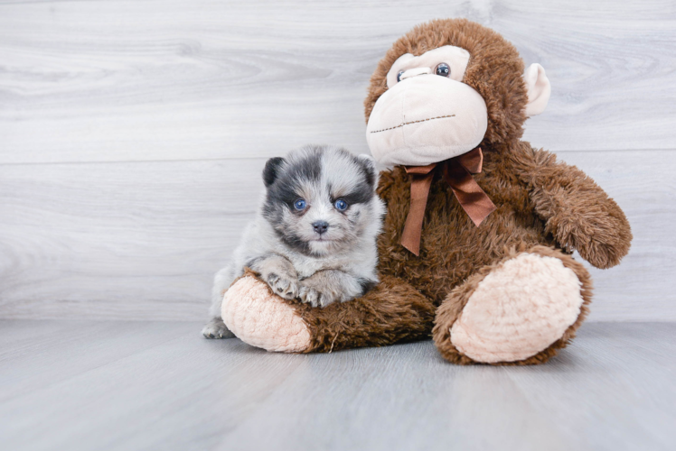 Pomsky Pup Being Cute