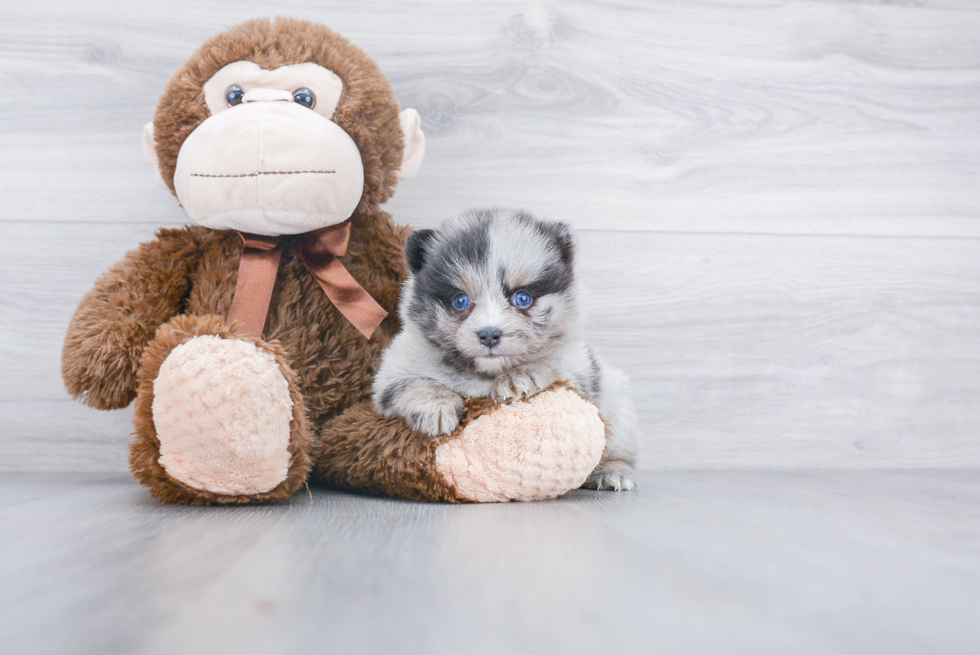 Best Pomsky Baby