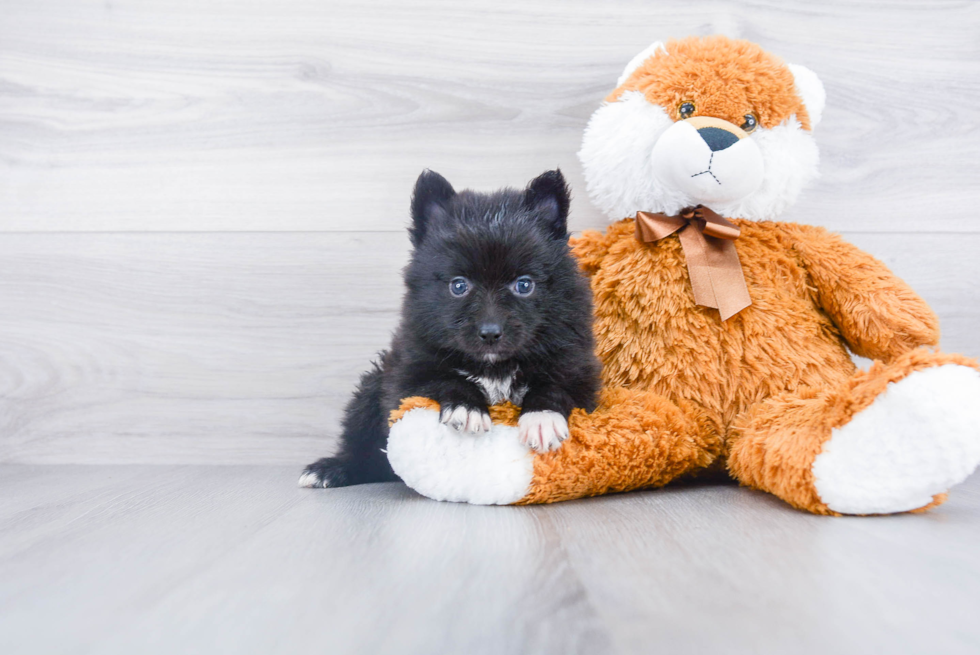 Friendly Pomsky Baby