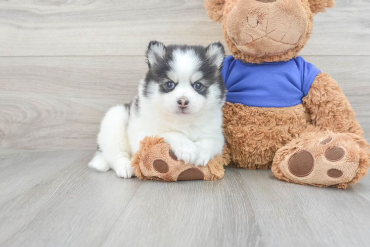 Friendly Pomsky Baby