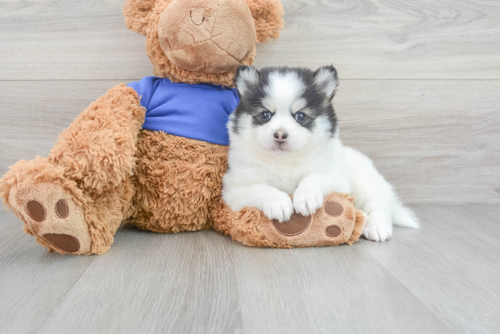 Pomsky Pup Being Cute