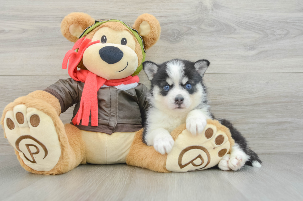 5 week old Pomsky Puppy For Sale - Premier Pups