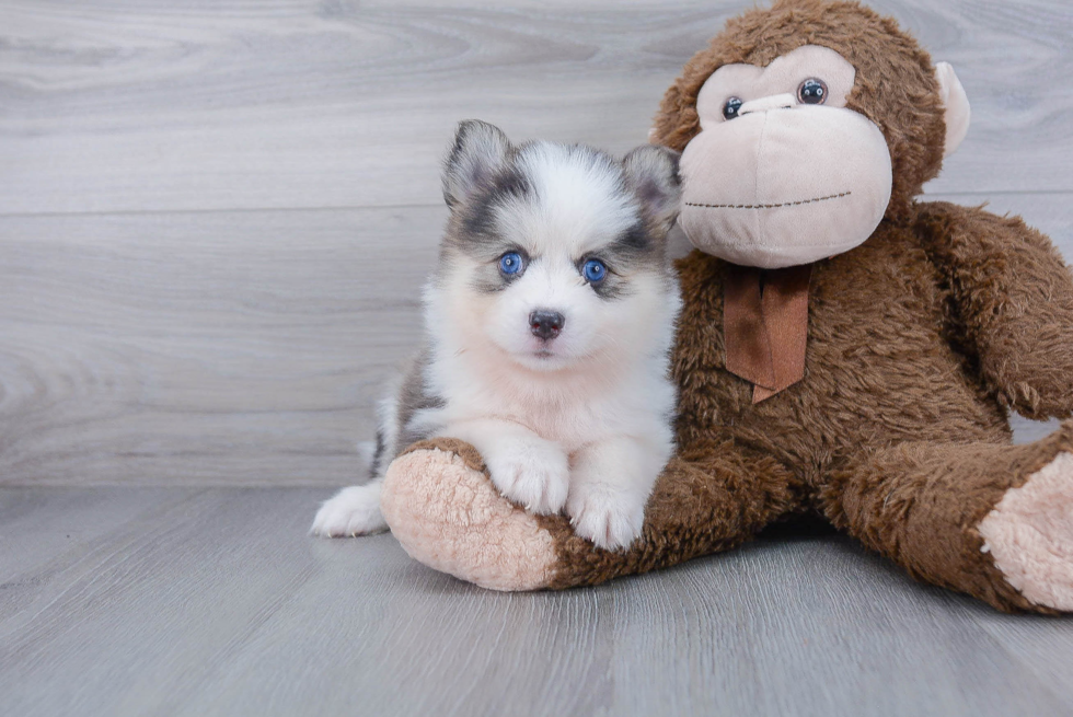 Popular Pomsky Designer Pup