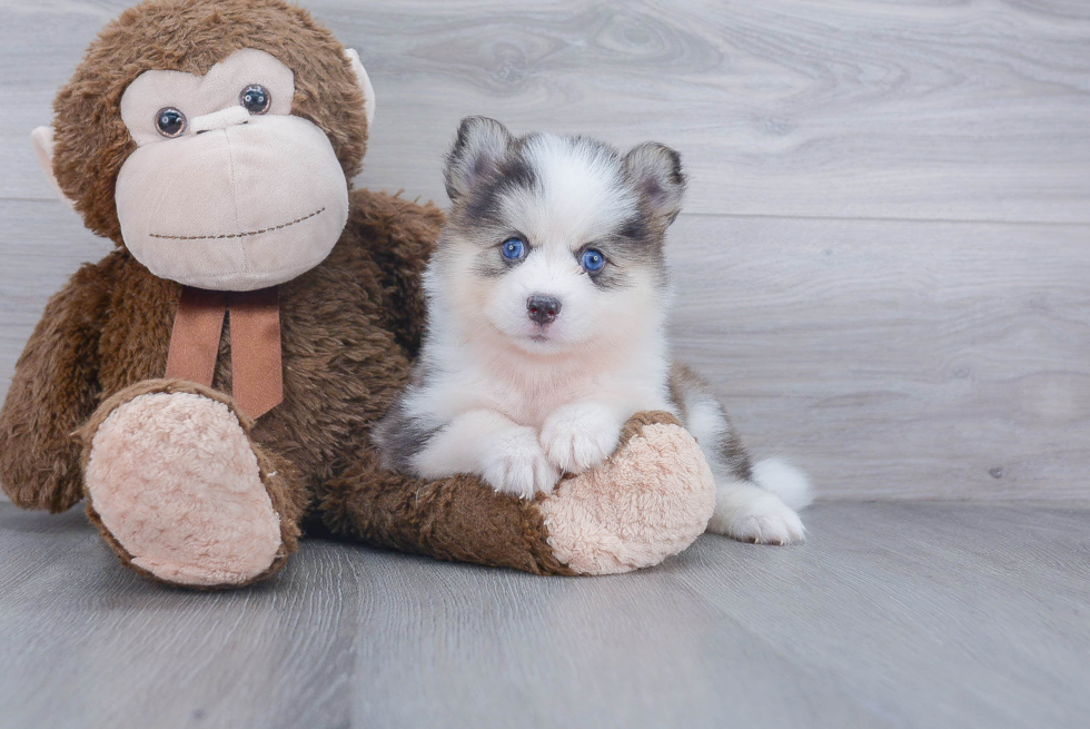 Playful Mini Husky Designer Puppy