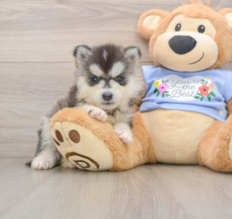 5 week old Pomsky Puppy For Sale - Premier Pups