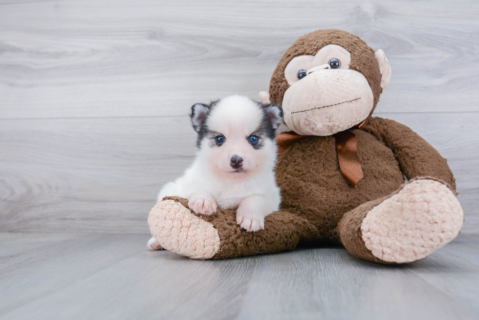 Playful Mini Husky Designer Puppy