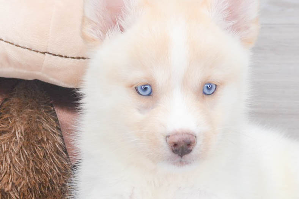 Sweet Pomsky Baby