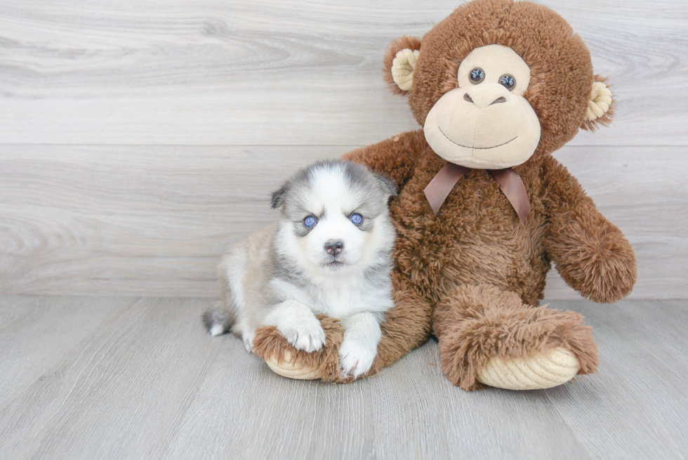 Adorable Mini Husky Designer Puppy