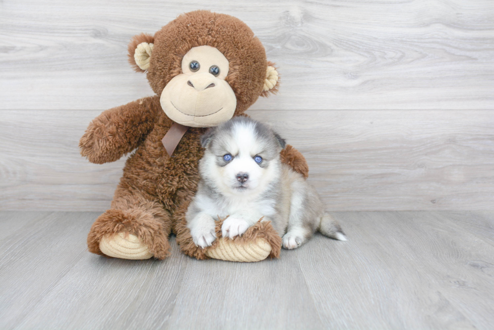 Pomsky Pup Being Cute