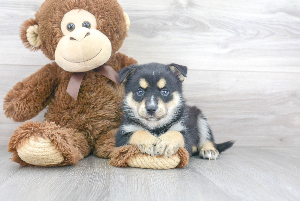 Cute Pomsky Baby