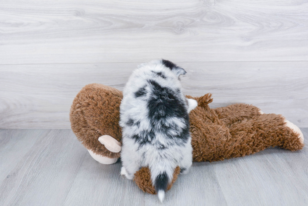 Playful Mini Husky Designer Puppy