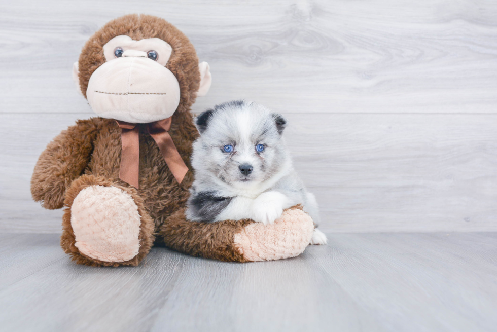 Pomsky Puppy for Adoption