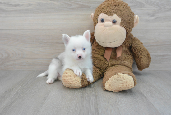 Pomsky Puppy for Adoption