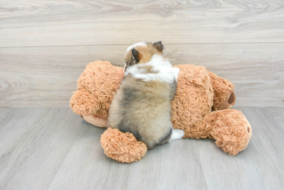 Pomsky Puppy for Adoption