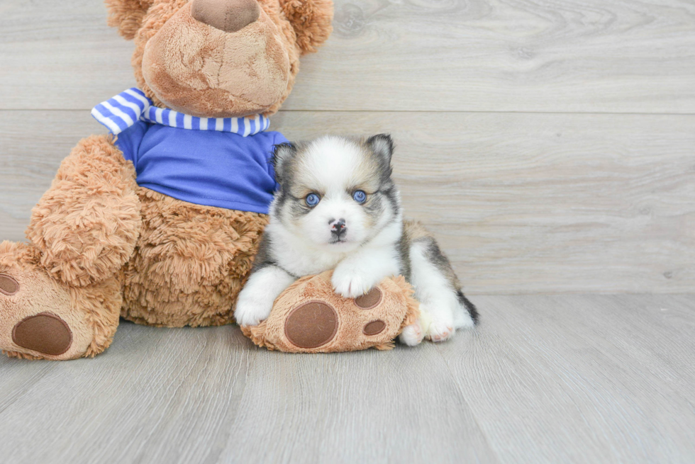 Pomsky Puppy for Adoption