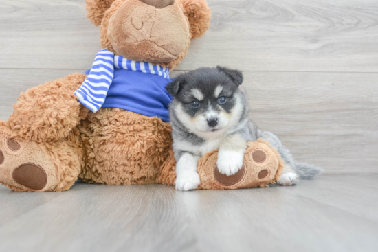 Hypoallergenic Mini Husky Designer Puppy