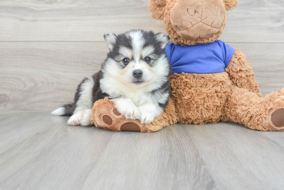 Smart Pomsky Designer Pup