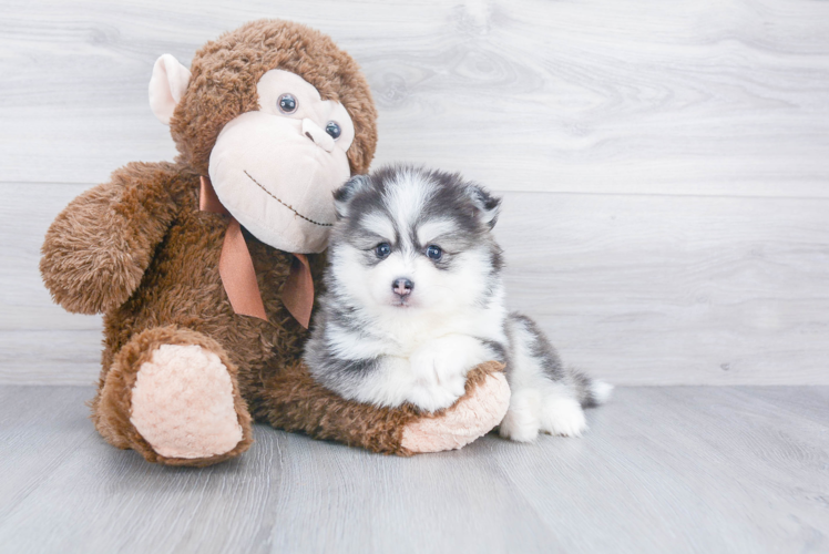 Pomsky Pup Being Cute