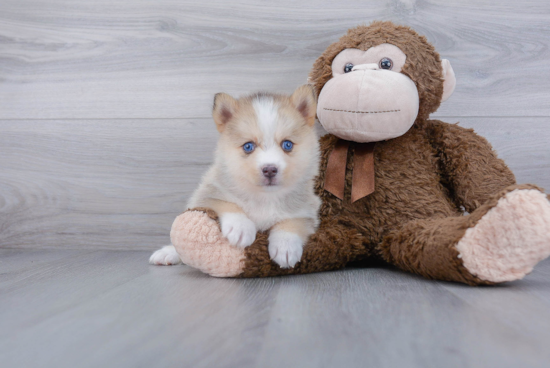 Petite Pomsky Designer Pup