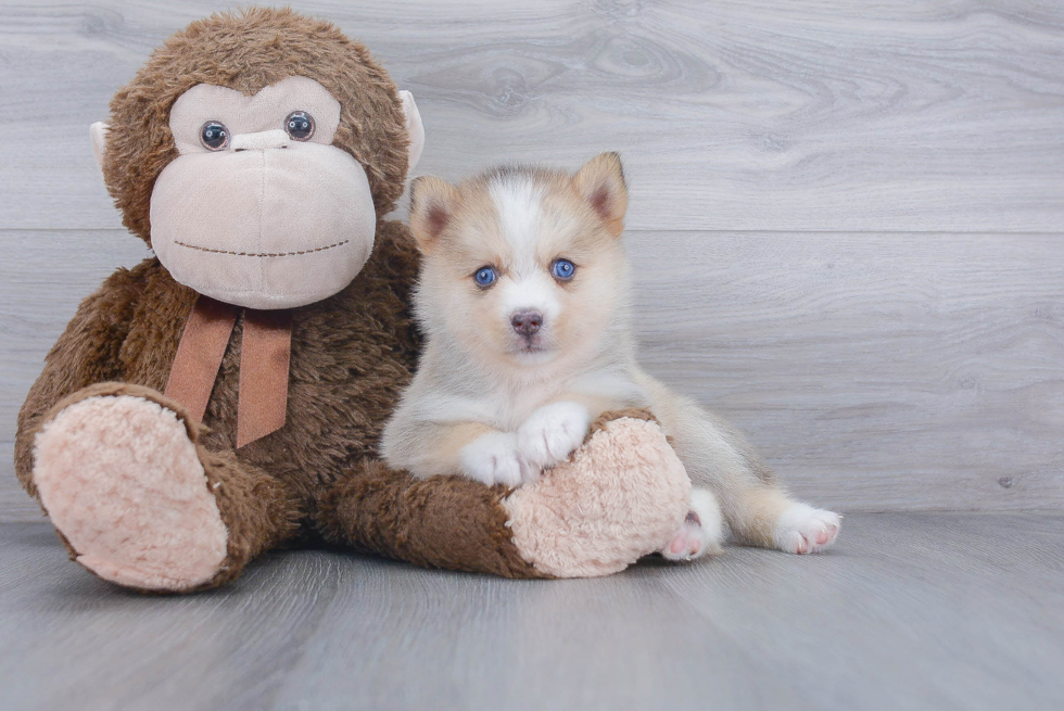 Pomsky Pup Being Cute