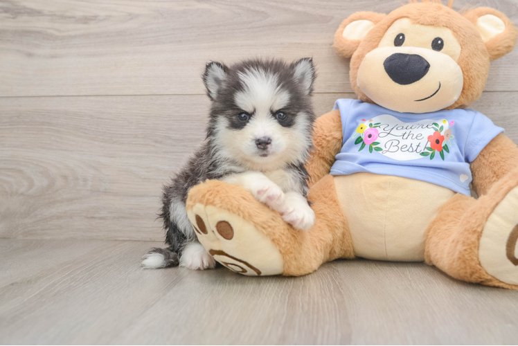 Small Pomsky Baby