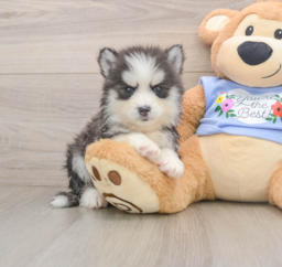 5 week old Pomsky Puppy For Sale - Premier Pups