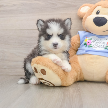 Small Pomsky Baby