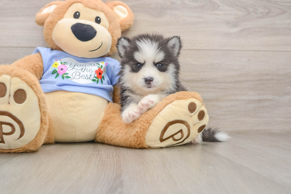 Best Pomsky Baby