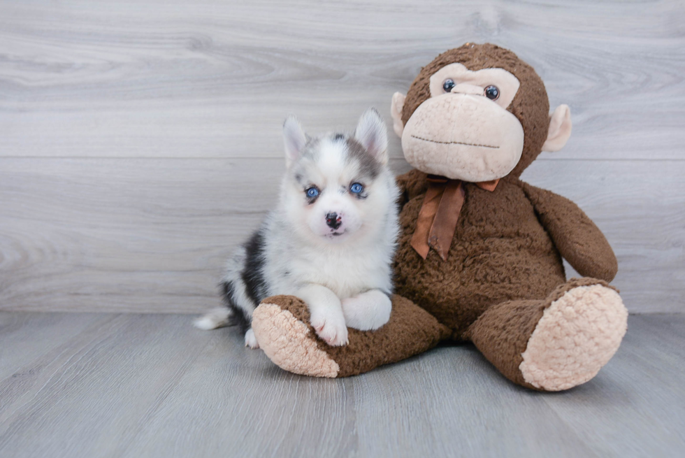 Small Pomsky Baby