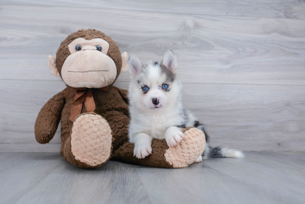 Fluffy Pomsky Designer Pup