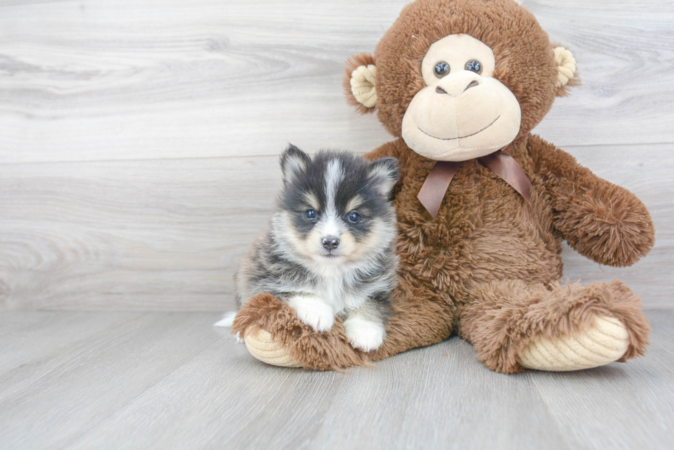 Adorable Mini Husky Designer Puppy