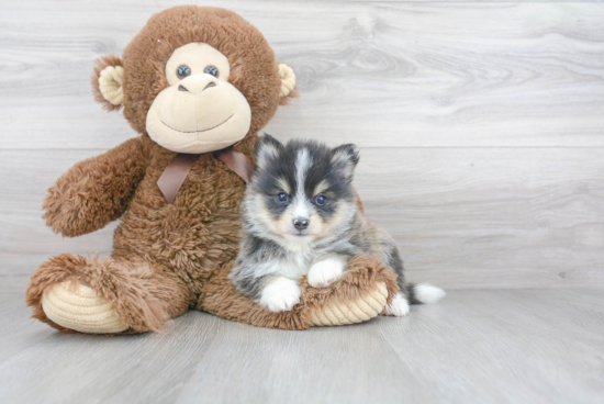 Pomsky Pup Being Cute