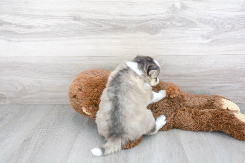 Fluffy Pomsky Designer Pup