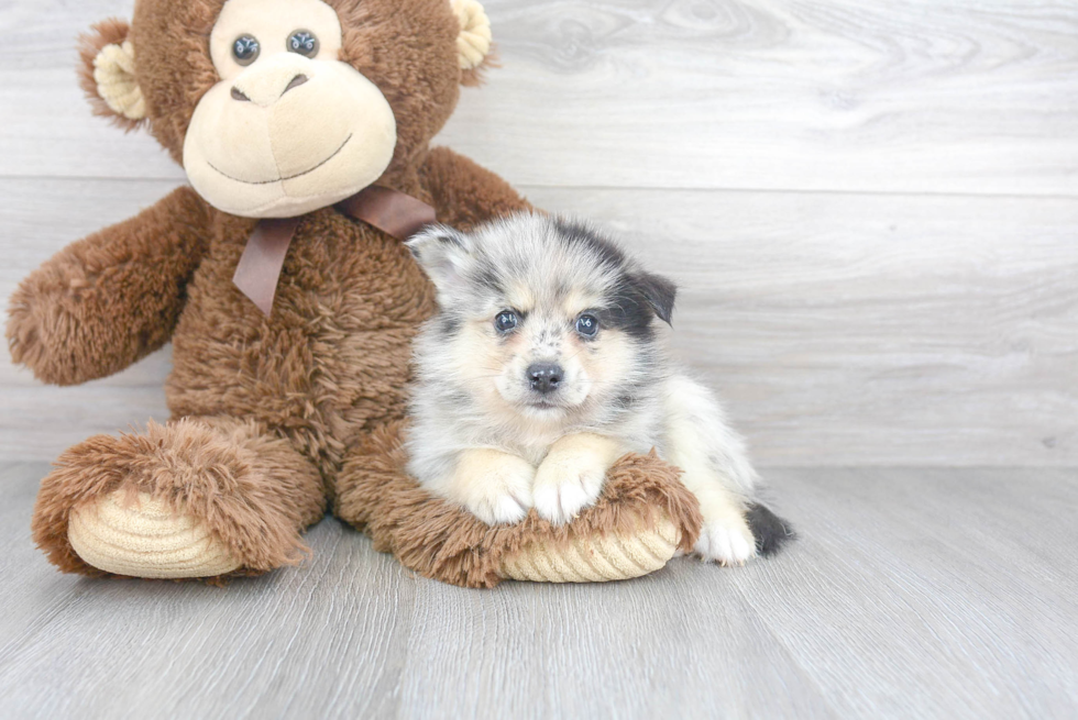 Best Pomsky Baby