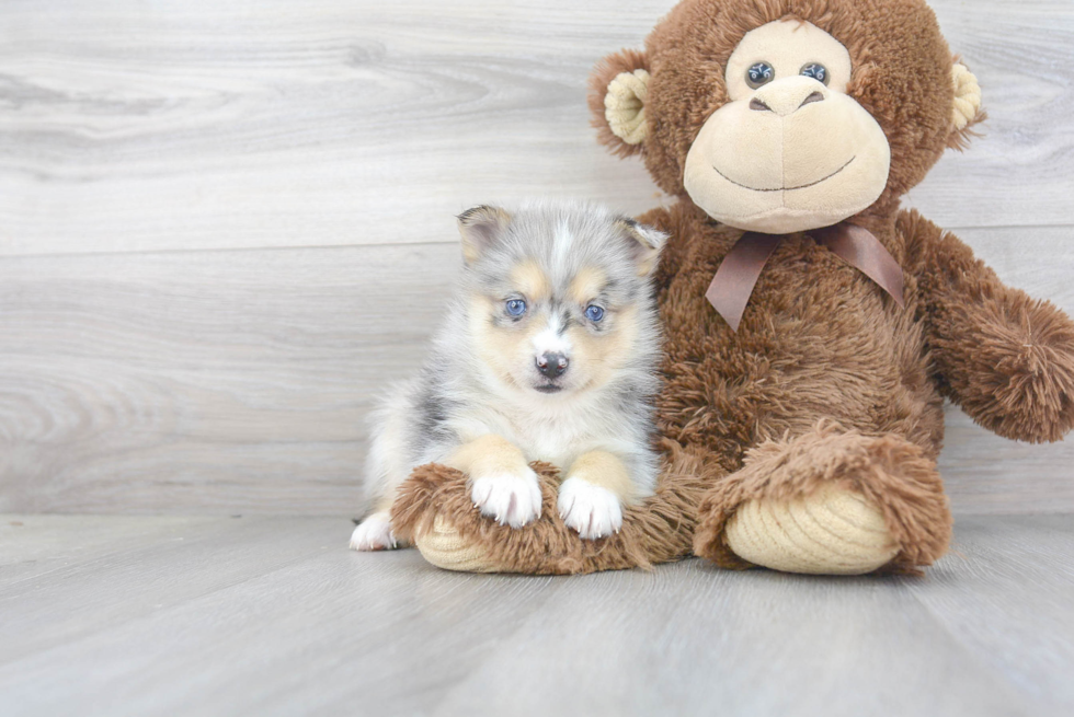 Fluffy Pomsky Designer Pup