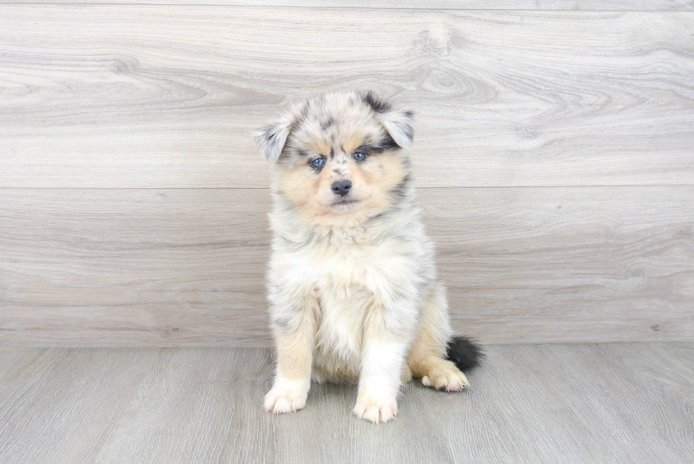 Best Pomsky Baby